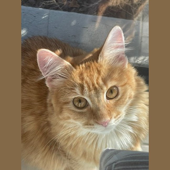 Photo of Willow (Fostered In Perth)
