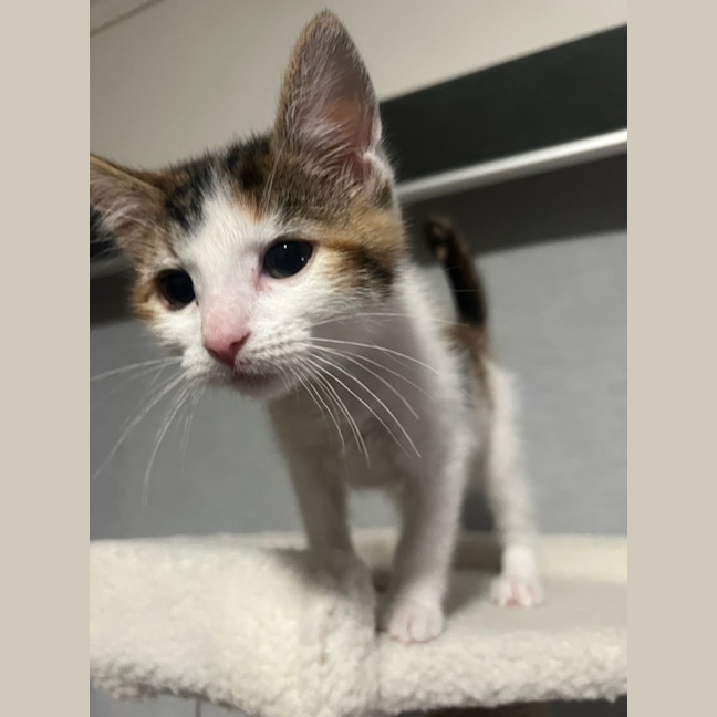 Photo of Stella