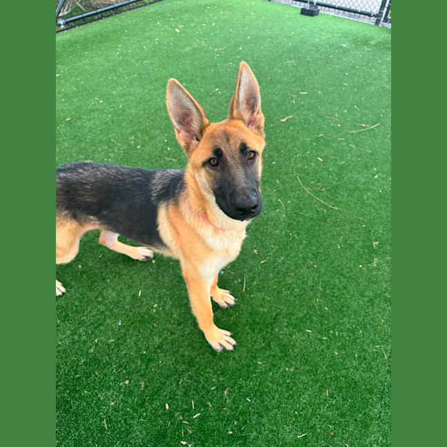 Photo of Dakota Imp 2843