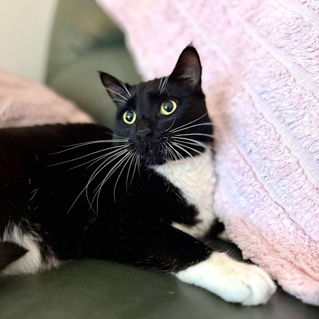 Photo of Stripe And Bandit   Located In Croydon