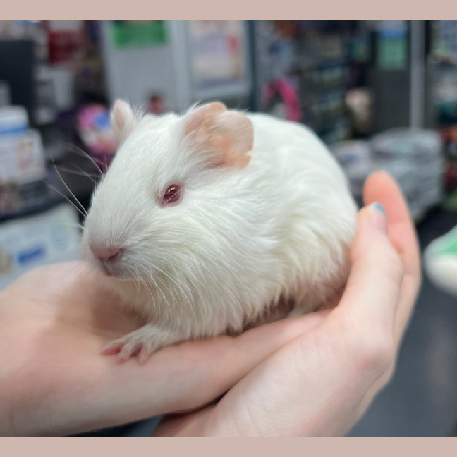 Photo of Pumpkin