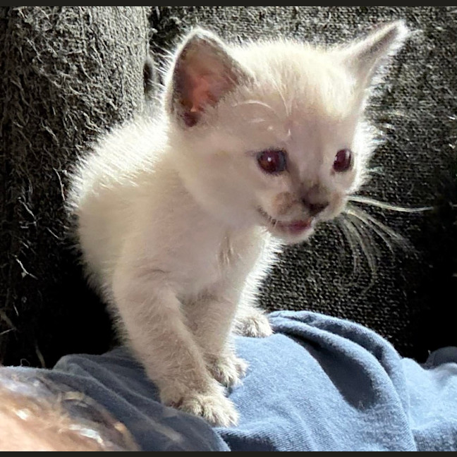 Photo of Lilly