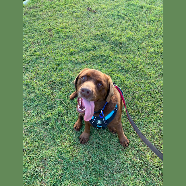 Photo of Bear   4 Year Old Labrador
