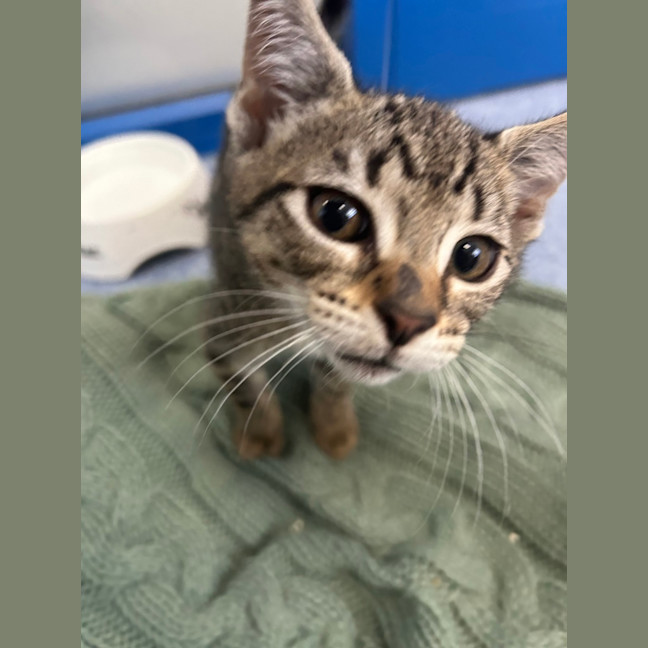 Photo of Bluebelle