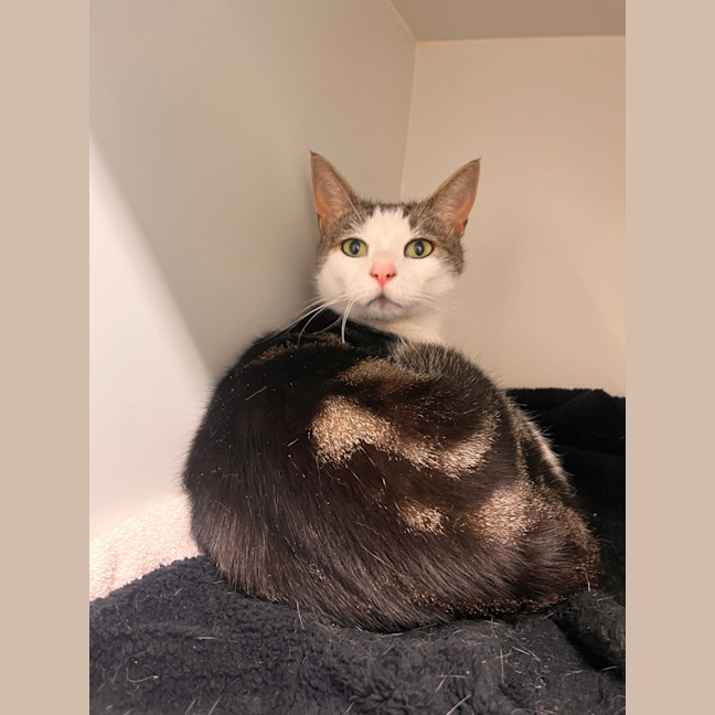 Photo of Pumpkin 