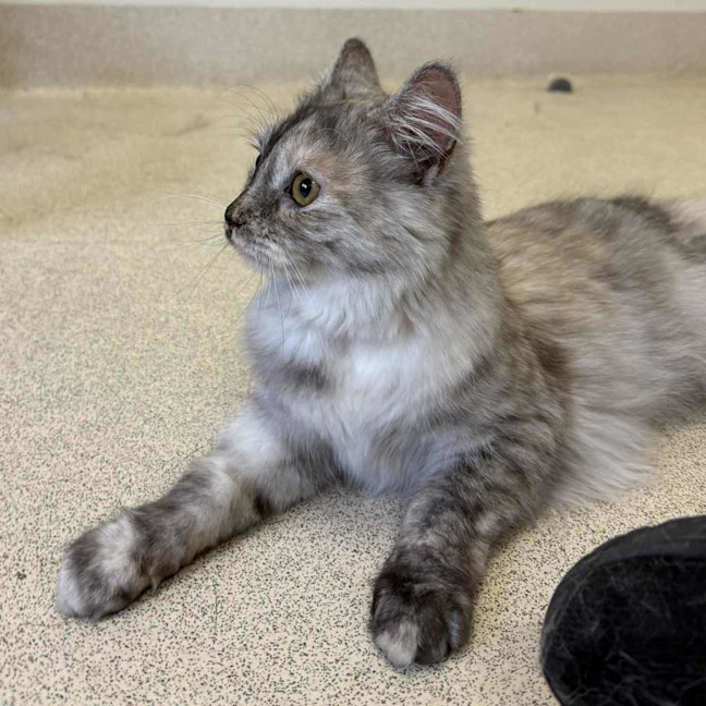 Photo of Dusty