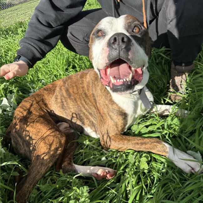 Photo of Tank