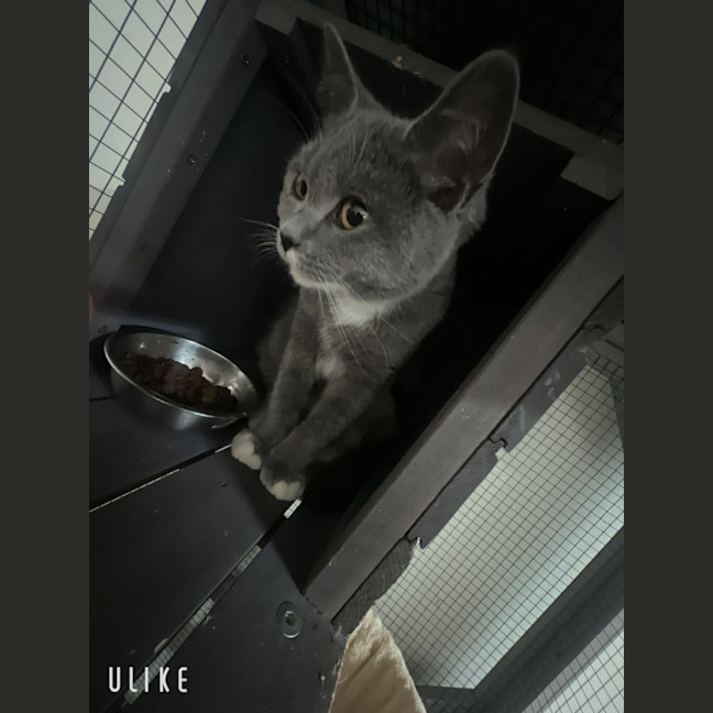 Photo of Bella