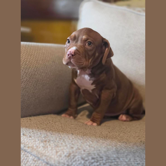 Photo of Coco