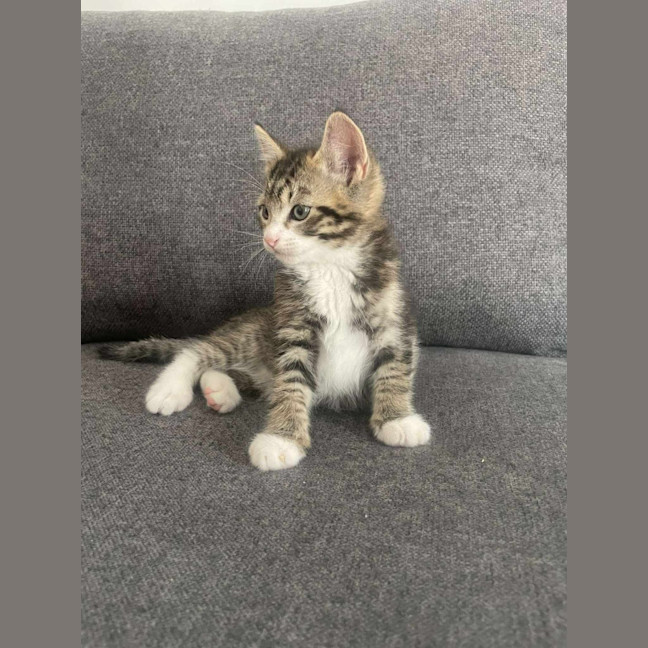Photo of Pepper
