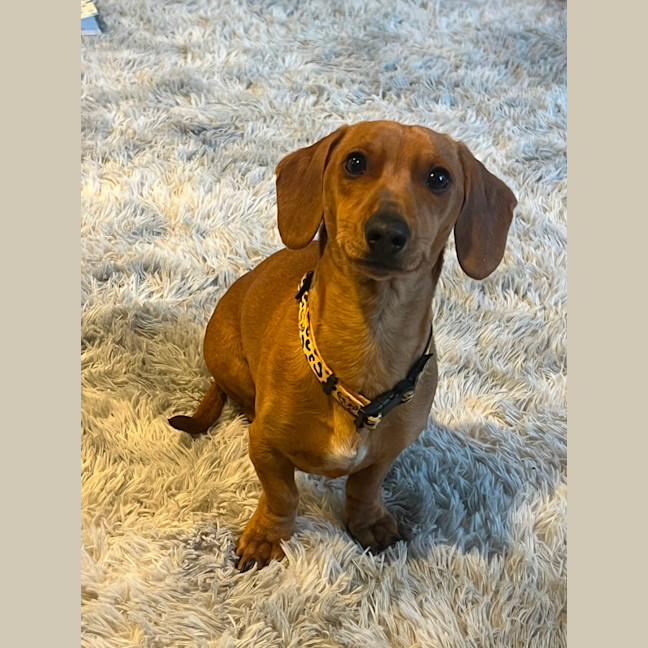 Photo of Hank The Charmer 