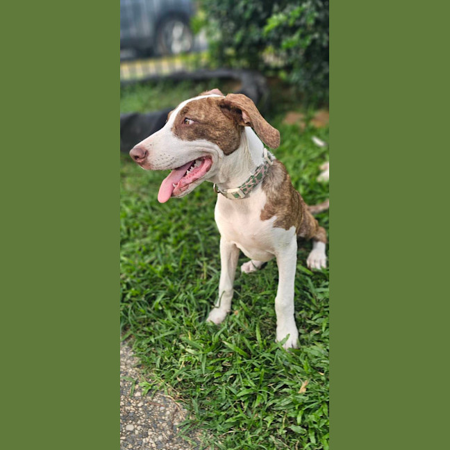 Photo of Poncho