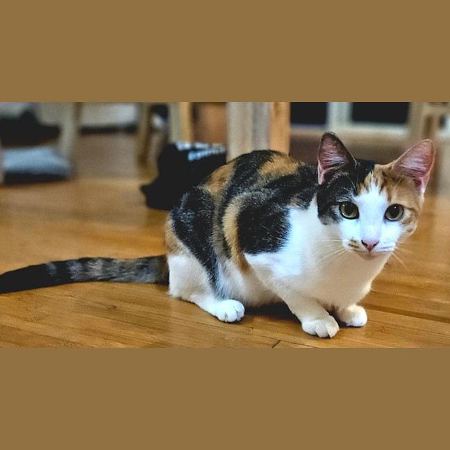 Photo of Daphne