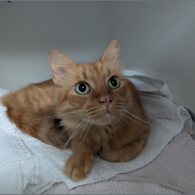 Photo of Simon