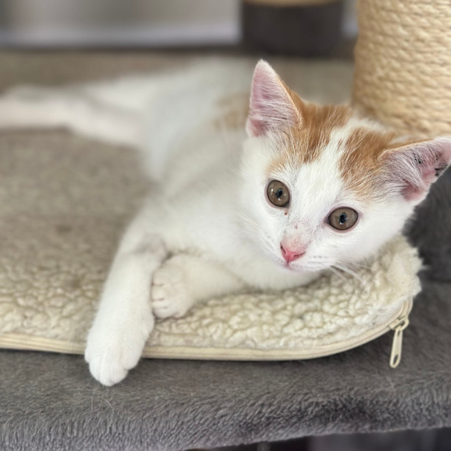 Photo of Arnie Purrito