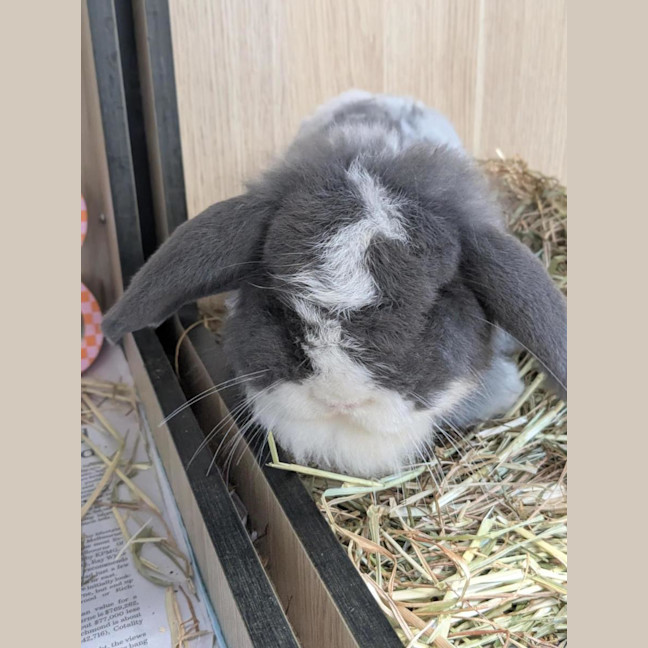 Photo of 🐇 Mattie 1746 🐇