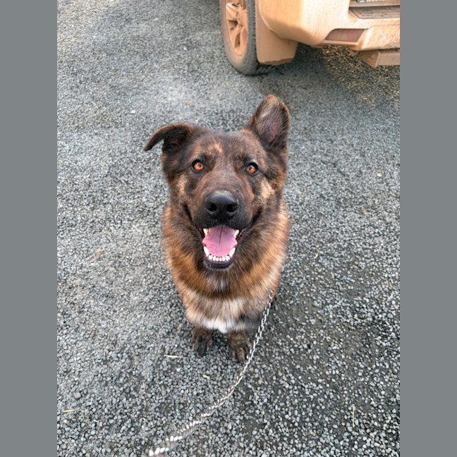Photo of Sarge