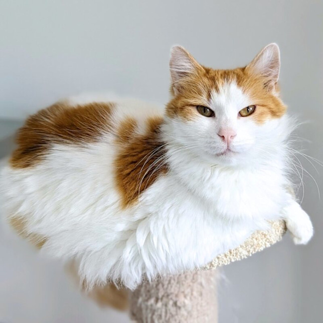Photo of Cooper