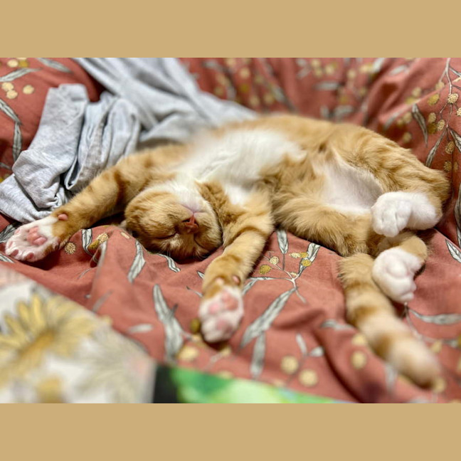 Photo of Harold Aka Beans