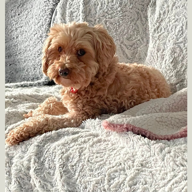 Photo of Sweet Little Faith