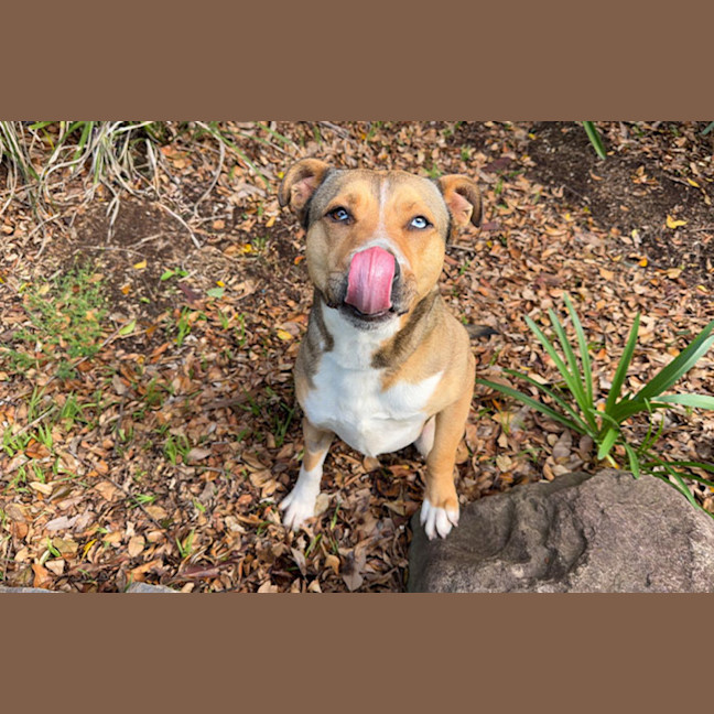 Photo of Chip