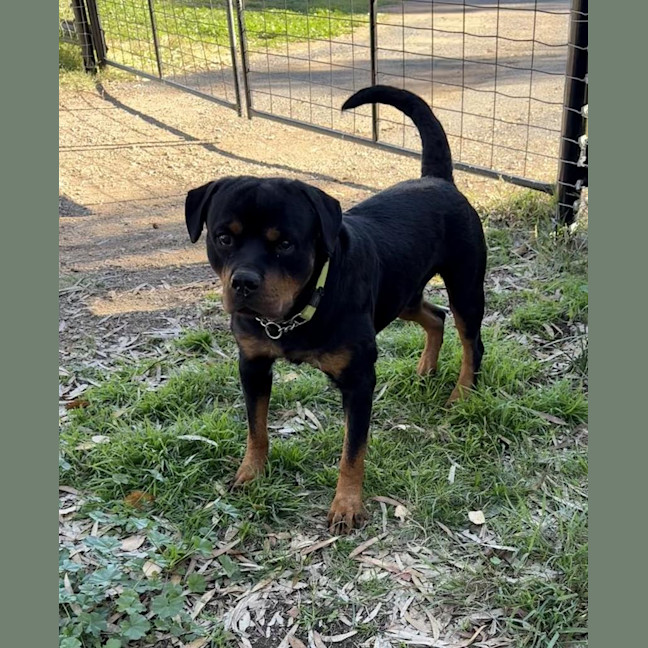 Photo of Rex
