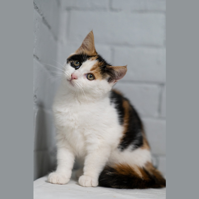 Photo of Crunchie