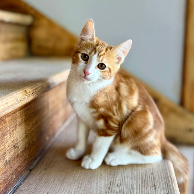 Photo of Chipmonk   Located In Templestowe 