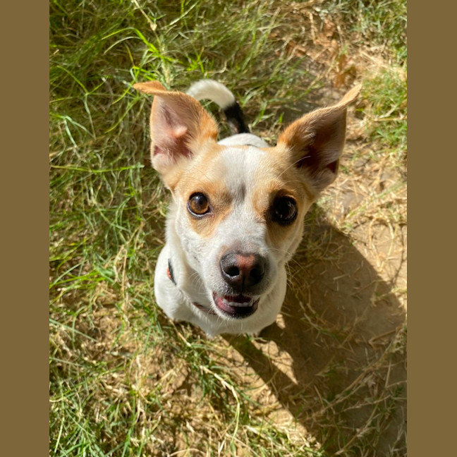 Photo of Rocko