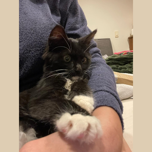 Photo of Honesty Black