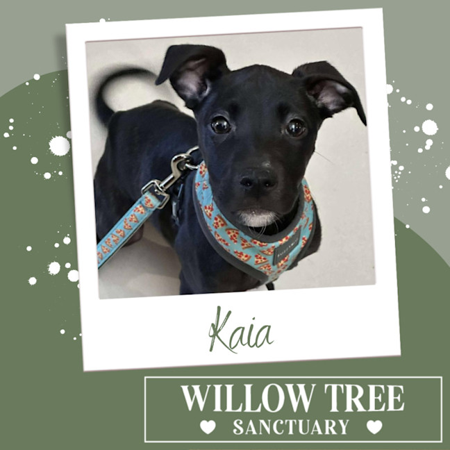 Photo of Kaia