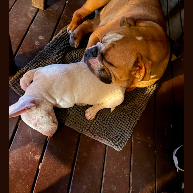 Photo of Cosmo