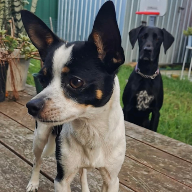 Photo of Oreo 🎾
