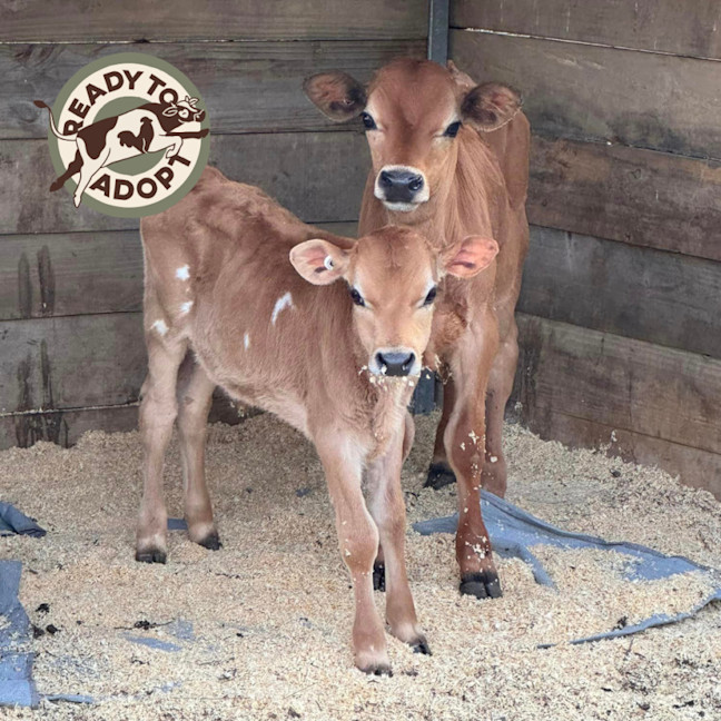 Photo of Bowen & Albert