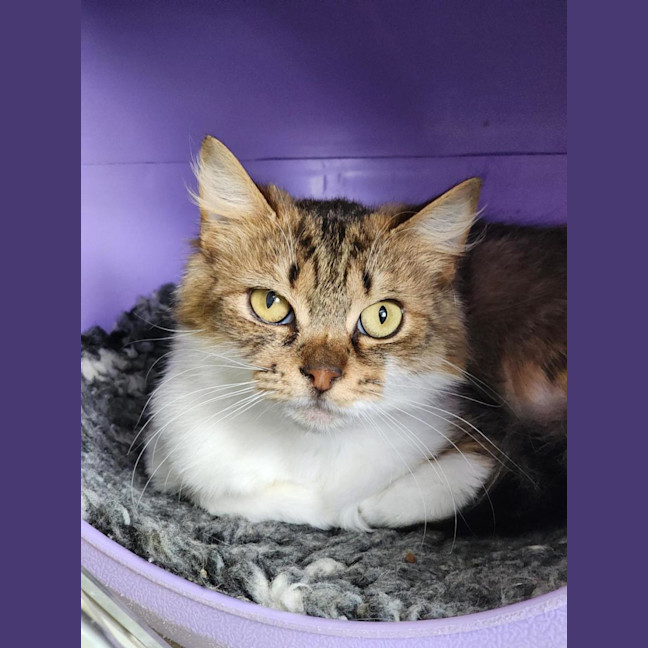 Photo of 💞 Daphne 6682 💞