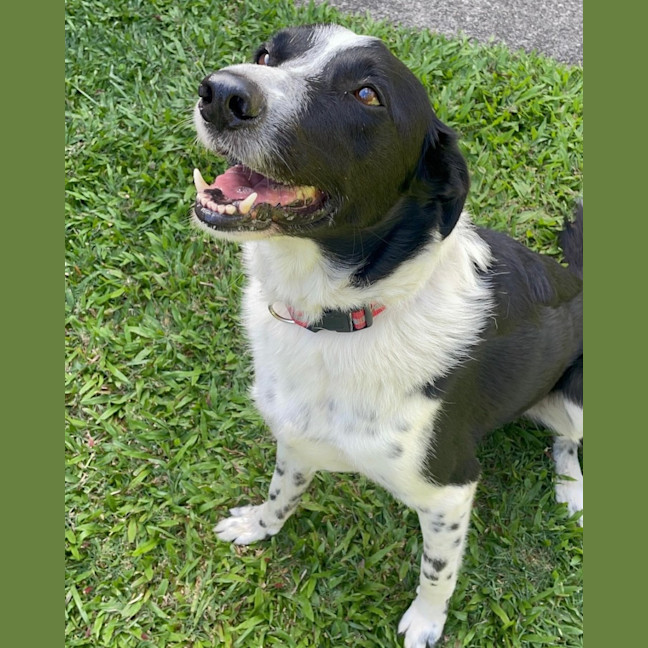 Photo of Buster