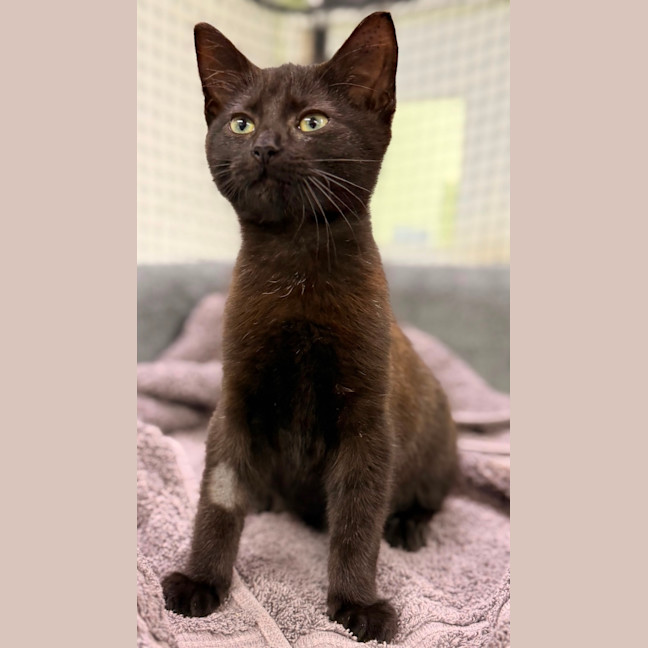 Photo of Nyx 
