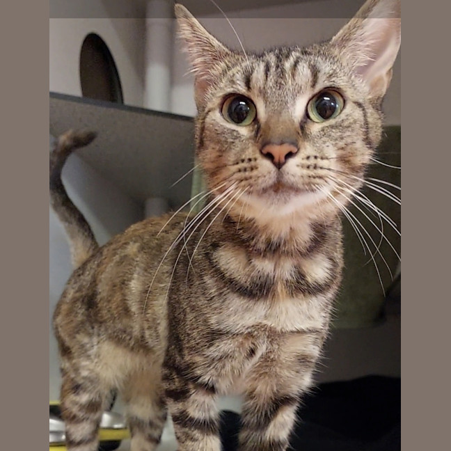 Photo of Cookie