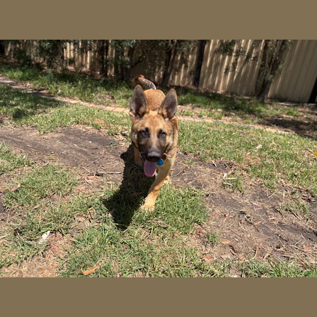 Photo of Floki