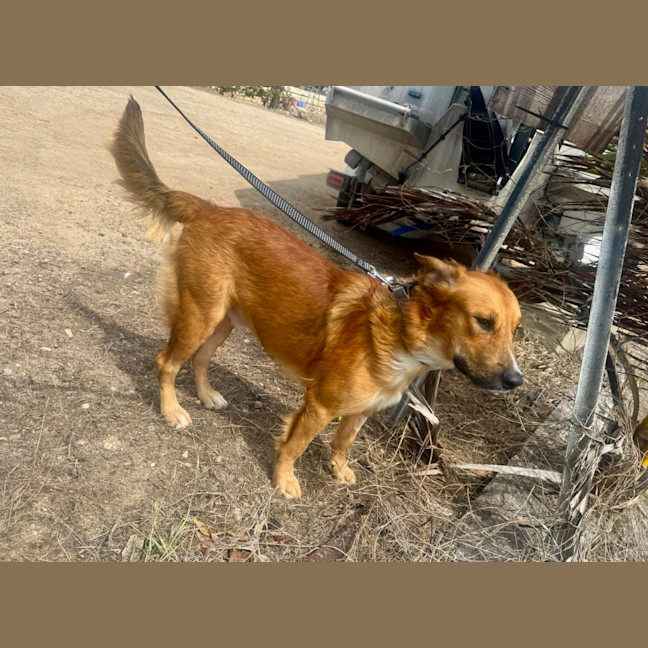 Photo of Krypto