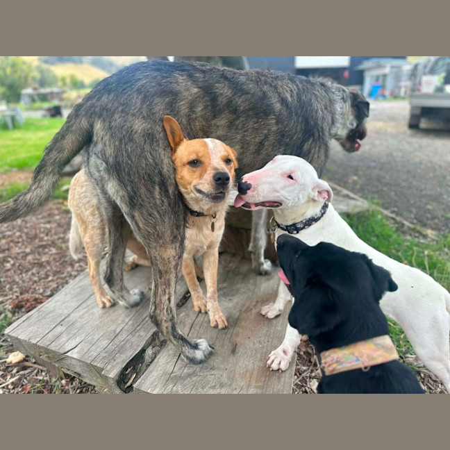 Codger - Medium Male Australian Cattle Dog Mix Dog in VIC - PetRescue