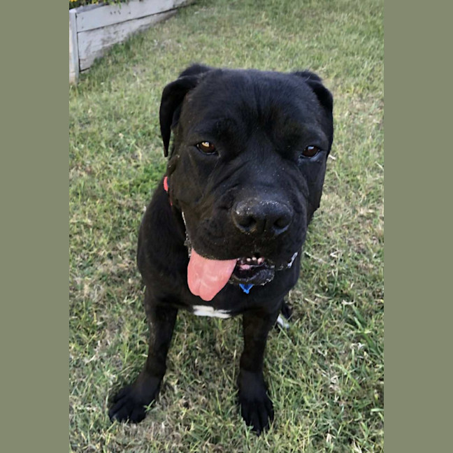 Photo of Julie *$350 Adoption Fee*