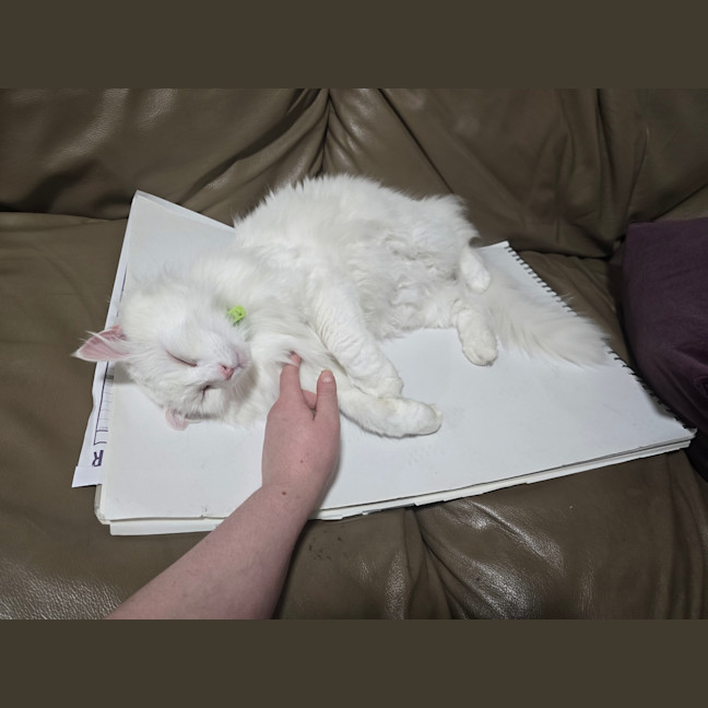 Photo of Cat