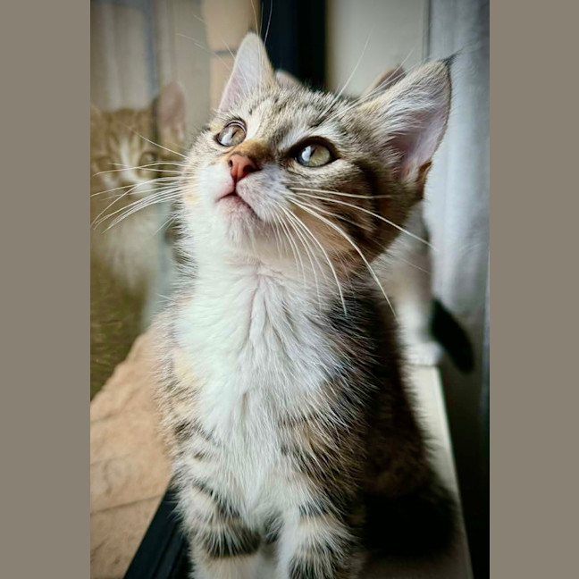 Photo of Eevee