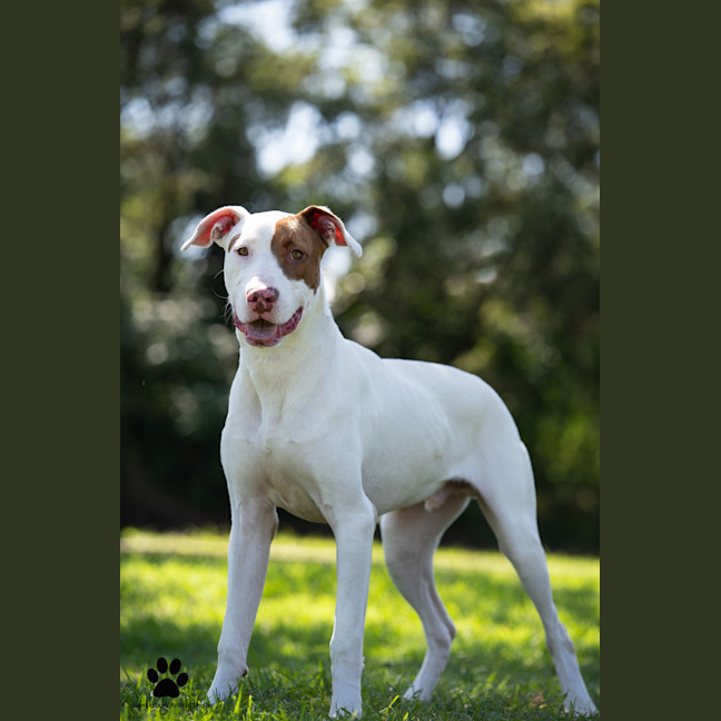 Photo of Huxley