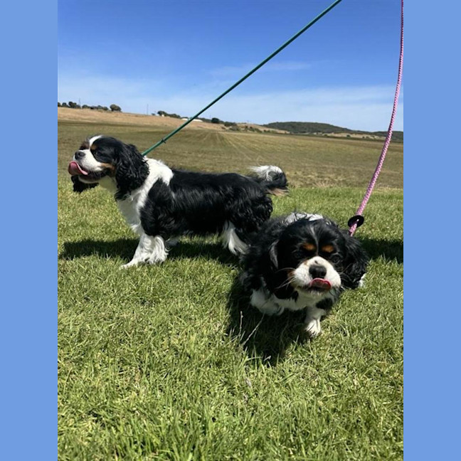 Photo of Dimmy & Cleo