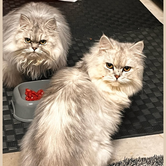 Photo of Symphony And Sayla