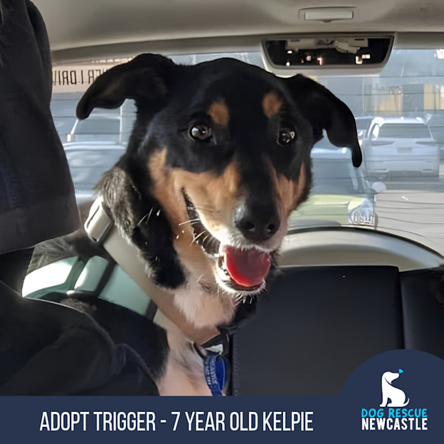 Photo of Trigger   7 Year Old Kelpie