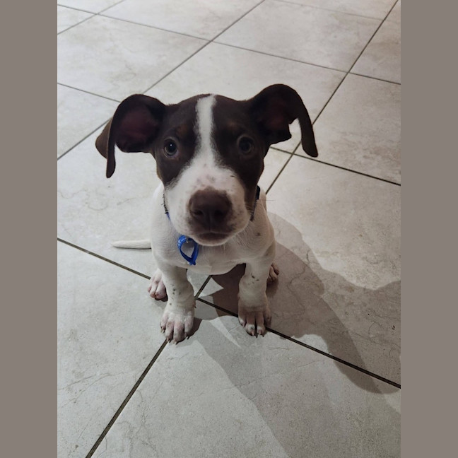Photo of Buck