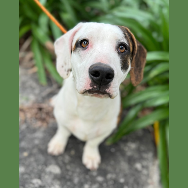 Photo of Chilli Flake 